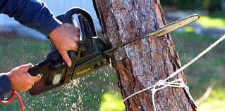 Trusted Pemberville, OH Tree Services Experts