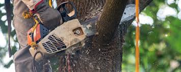 Best Tree Risk Assessment  in Pemberville, OH
