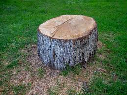 Best Tree Trimming and Pruning  in Pemberville, OH