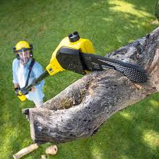 Best Root Management and Removal  in Pemberville, OH