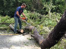 Best Arborist Consultation Services  in Pemberville, OH