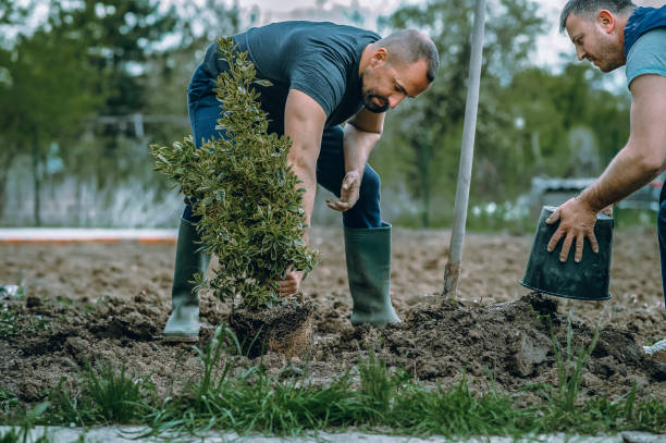 Best Commercial Tree Services  in Pemberville, OH