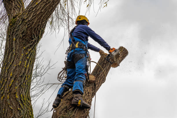 Best Tree Disease Treatment  in Pemberville, OH