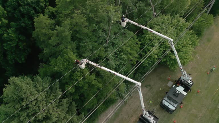  Pemberville, OH Tree Services Pros