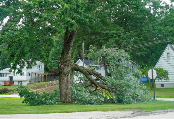 Best Tree and Shrub Care  in Pemberville, OH