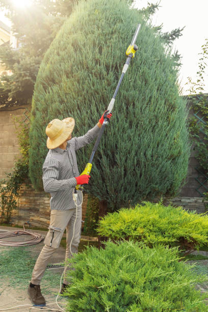 Best Seasonal Cleanup (Spring/Fall)  in Pemberville, OH