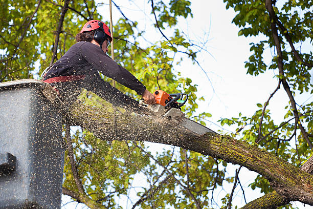 Best Lawn Pest Prevention  in Pemberville, OH