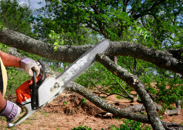 Best Firewood Processing and Delivery  in Pemberville, OH